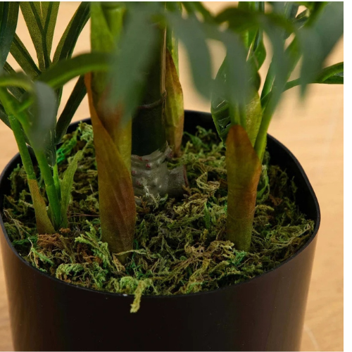 Flower & Gift Shop Majestic Indoor Palm Plant in Pot