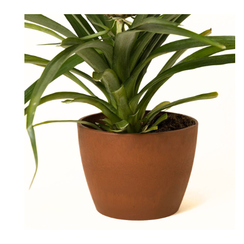 Flower & Gift Shop Pineapple Plant in Decorative Pot