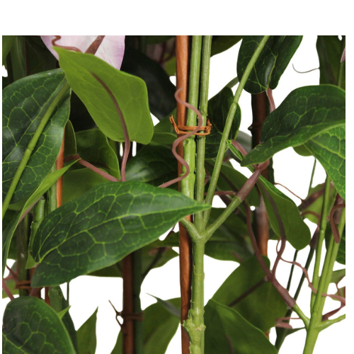 Flower & Gift Shop Rosy Blossom Climbing Plant