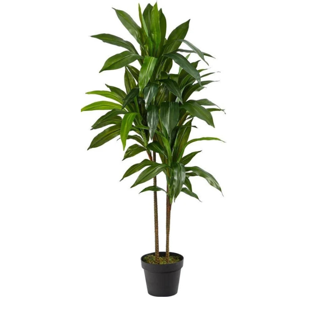 Flower & Gift Shop Elegant Dracaena Plant in Decorative Pot