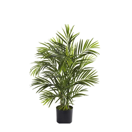 Flower & Gift Shop Majestic Indoor Palm Plant in Pot