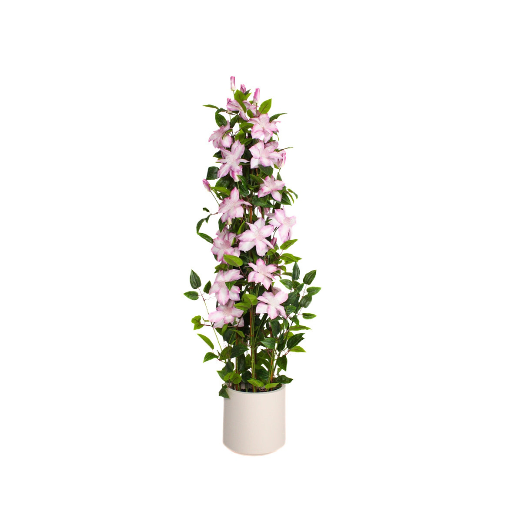 Flower & Gift Shop Rosy Blossom Climbing Plant