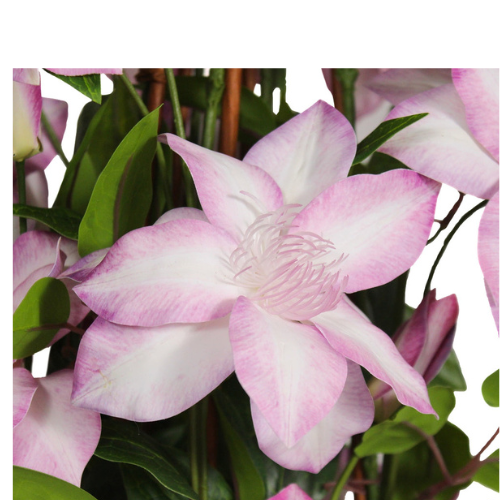 Flower & Gift Shop Rosy Blossom Climbing Plant