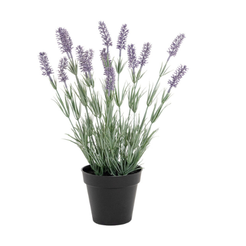 Flower & Gift Shop Purple Lavender Bloom Plant