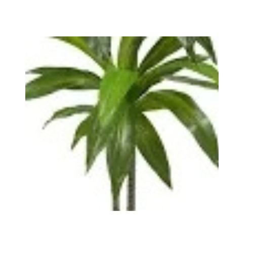Flower & Gift Shop Elegant Dracaena Plant in Decorative Pot