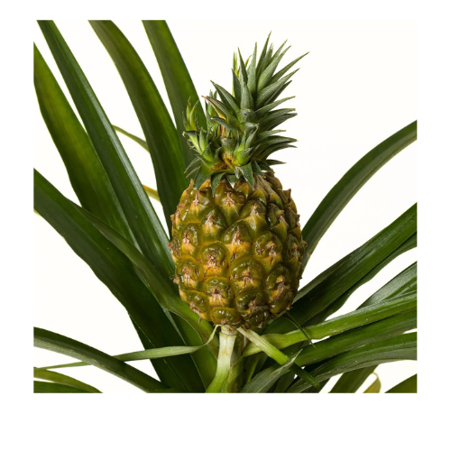 Flower & Gift Shop Pineapple Plant in Decorative Pot